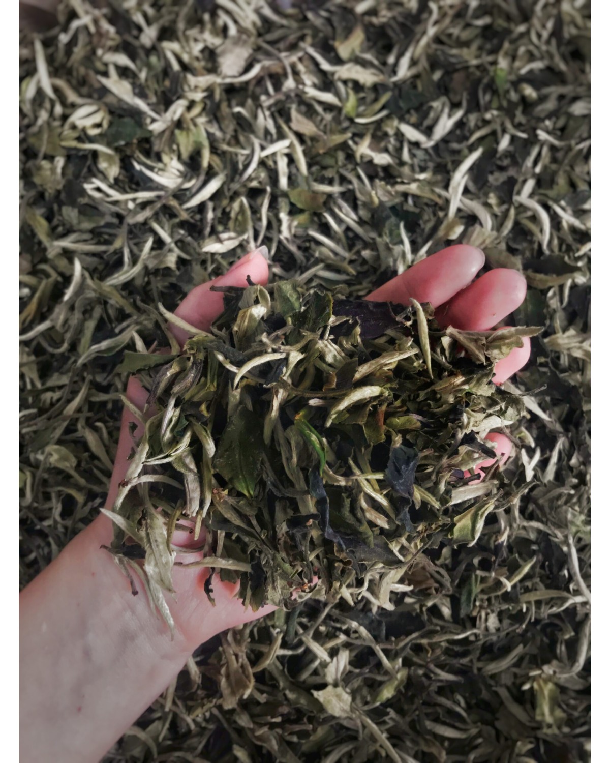 Білий чай Юе Гуан Бай 2024