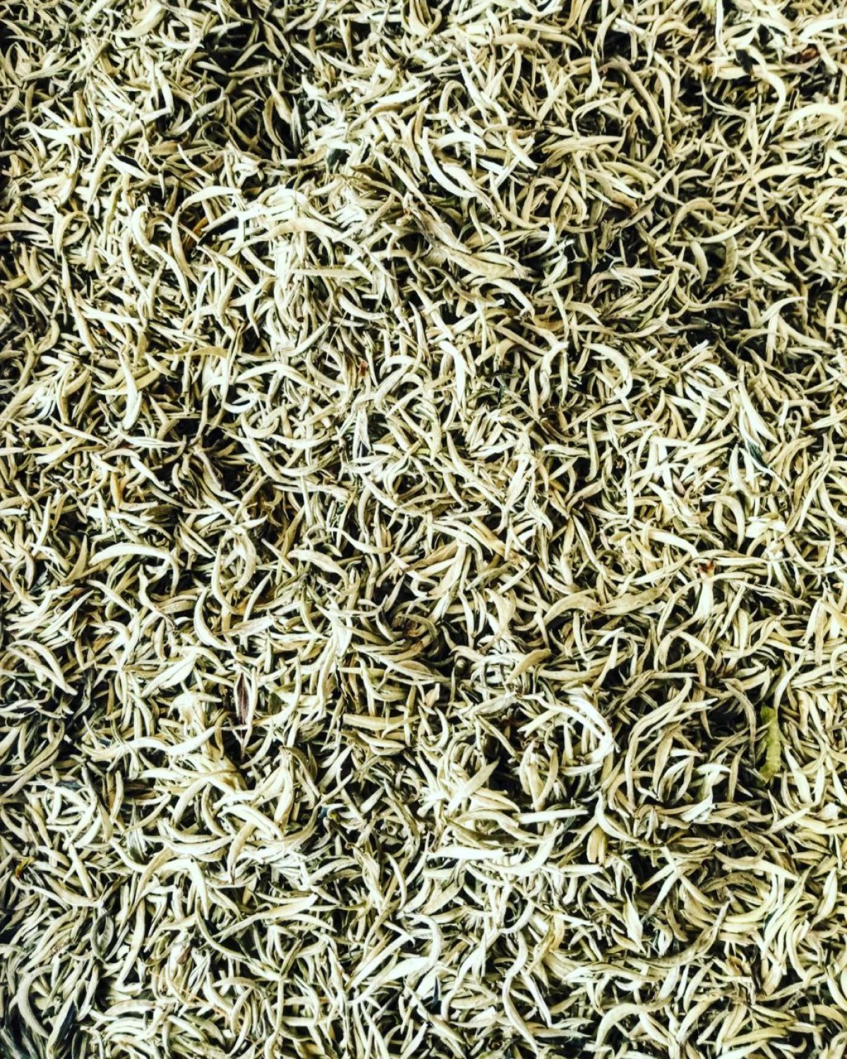 Білий чай 银针 інь Чжень, срібні голки 2023