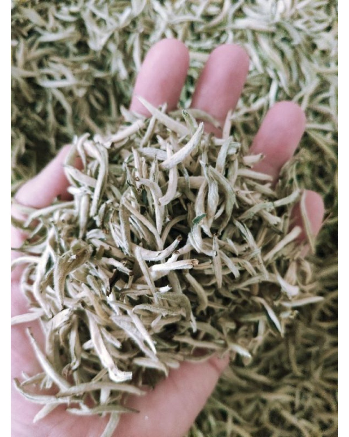 Білий чай мі тао сян інь чжень – срібні голки з ароматом медового персика