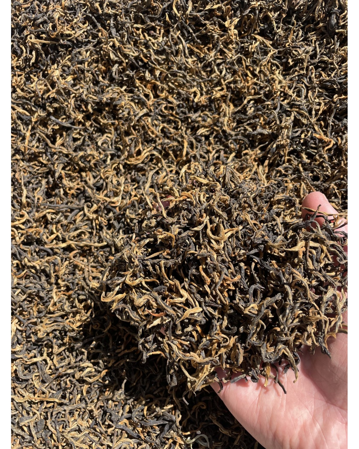 Червоний чай Золоті бруньки 金呀滇红- дянхун цзинь я