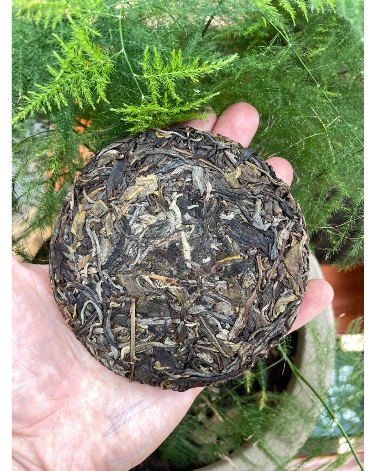 Чай Шен Пуер Кульбаба