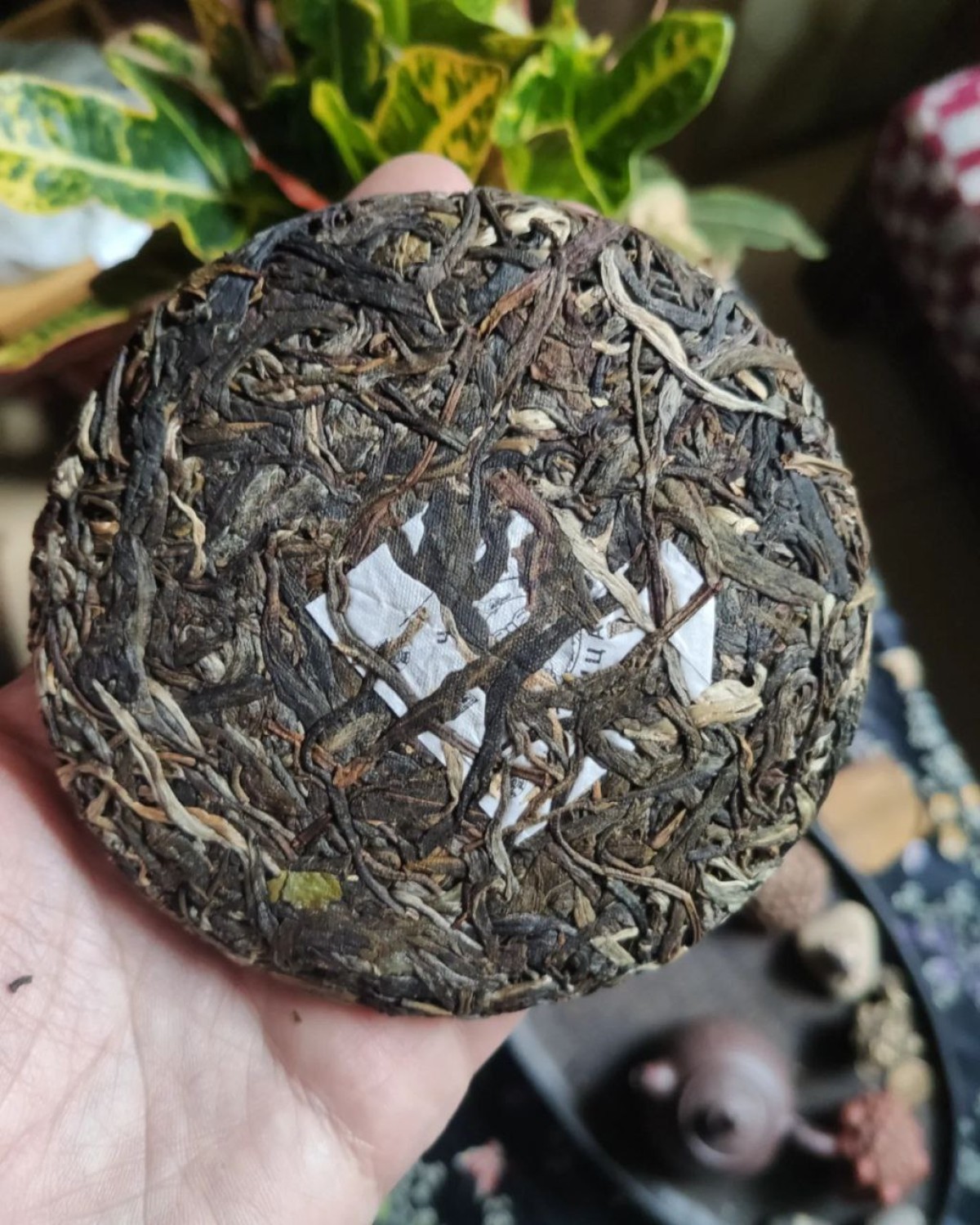 Чай Шен пуер монстера