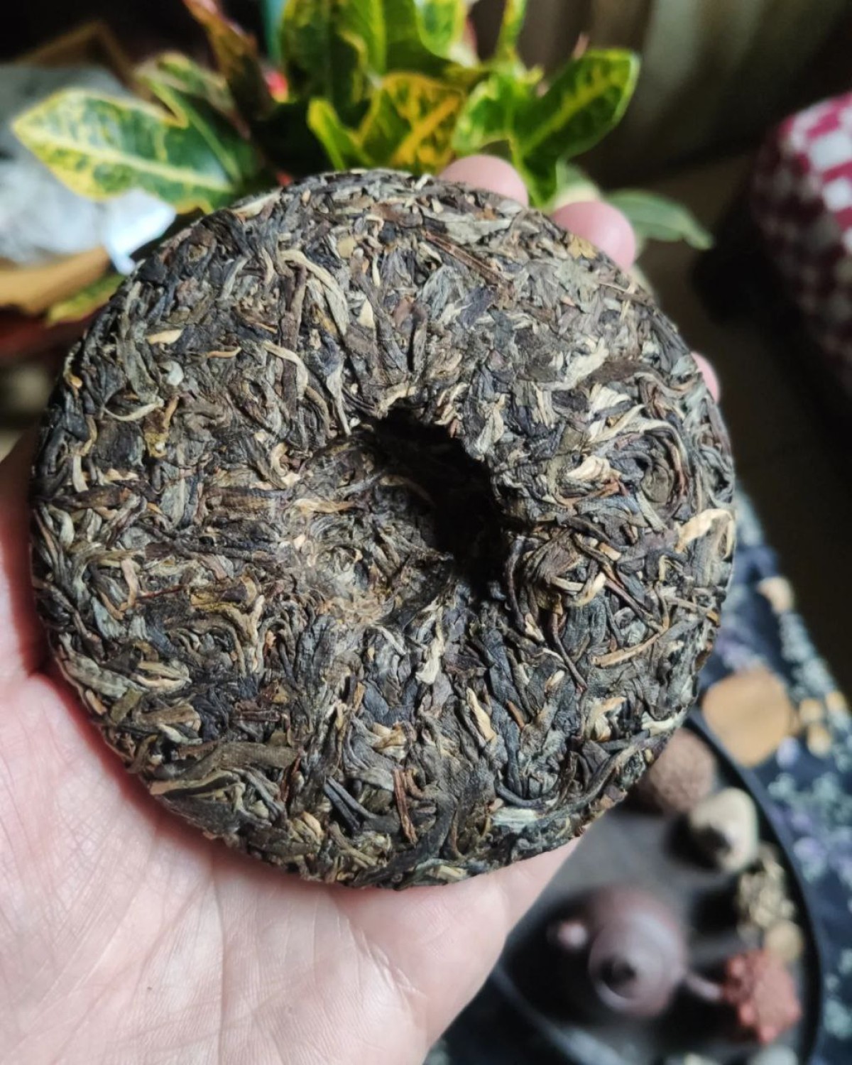 Чай Шен пуер монстера