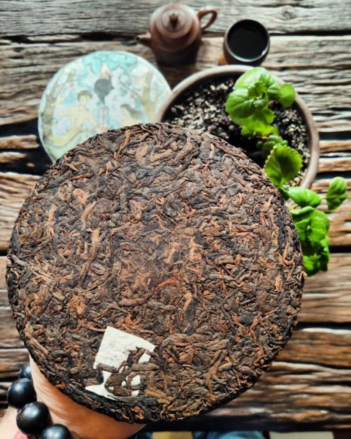 Шу пуер РАЙ