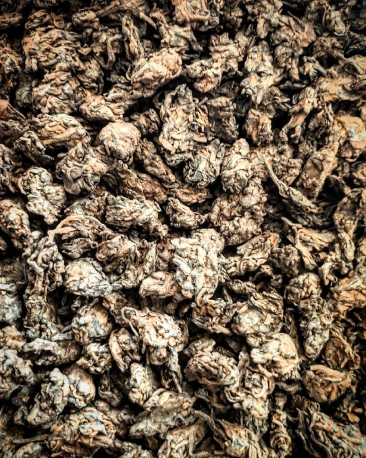 Лао ча тоу (老茶头)