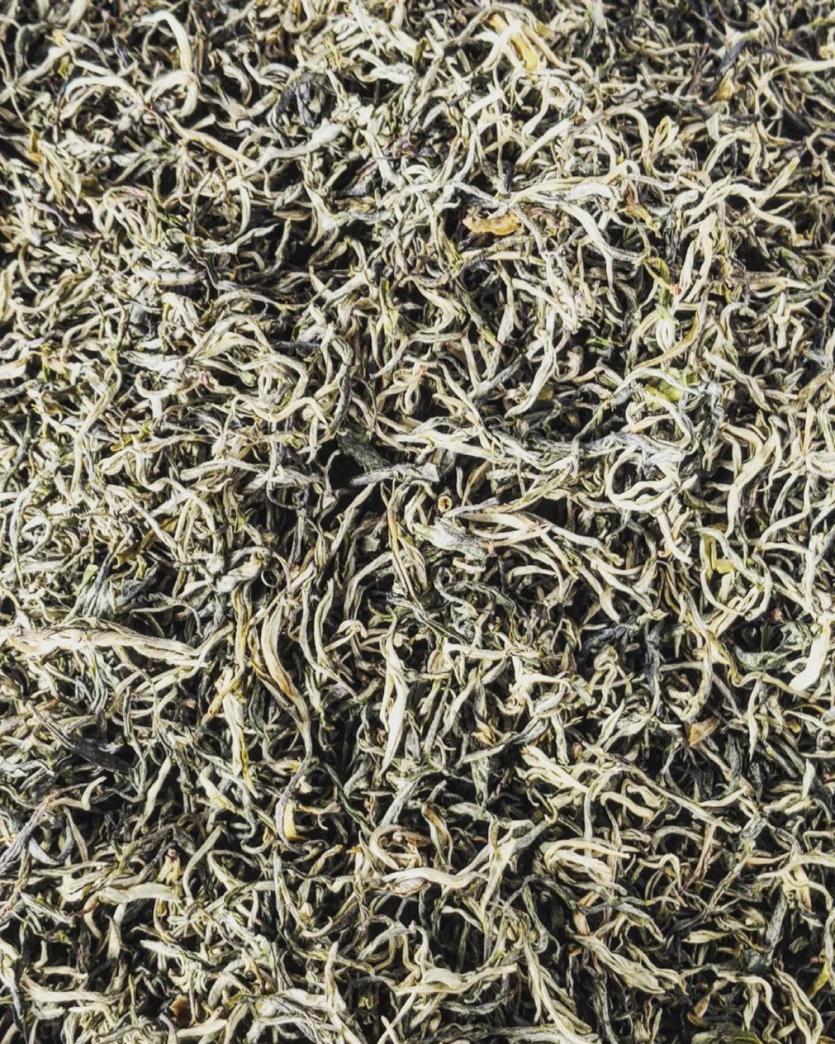 银丝 інь Си, Cрібні нитки 2023