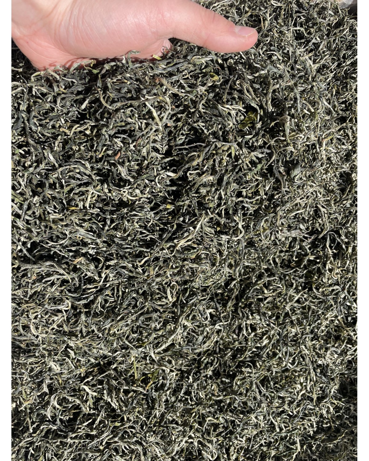 Зелений чай Срібні ниті 银丝 - ін си 2024